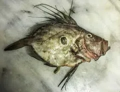 ikan dori