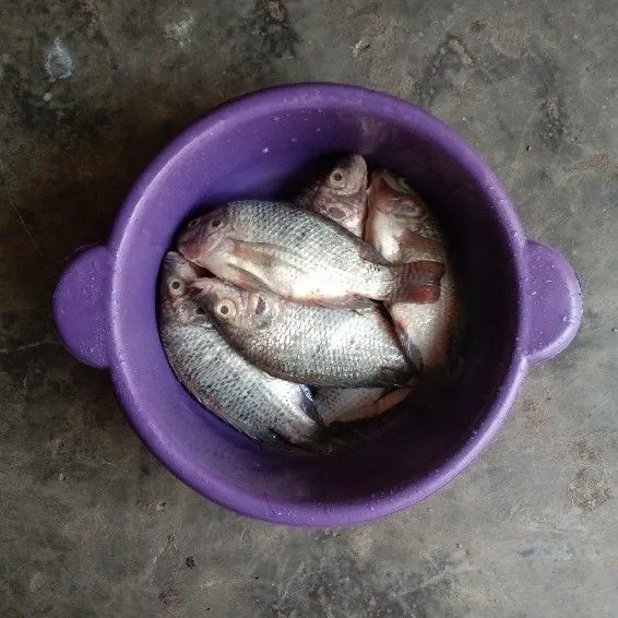 Siapkan ikan mujair. Bersihkan ikan dan cuci ikan hingga bersih.