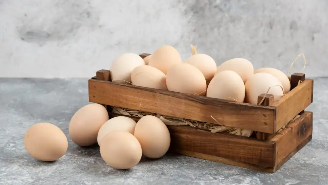 ilustrasi telur kaya protein