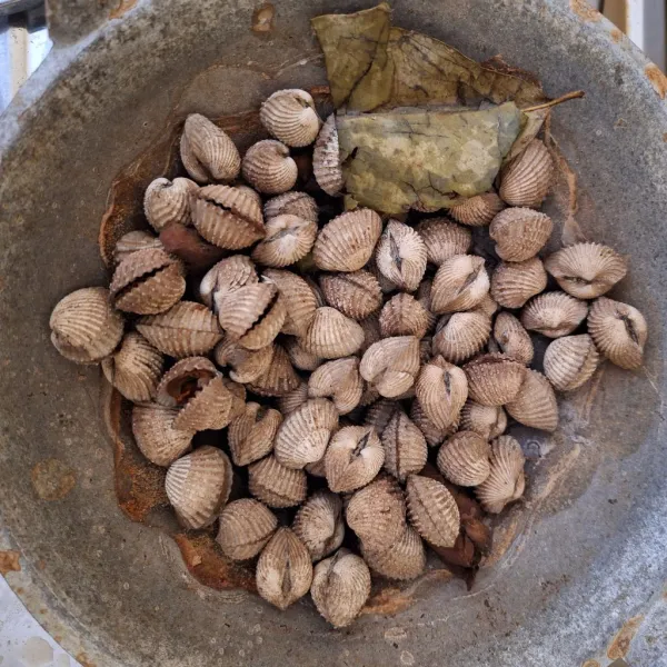Setelah cangkang terbuka rebus kerang, dengan laos, jahe dan  daun salam, menggunakan air hingga matang.
