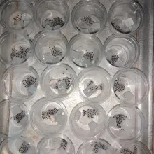 Masukan nata de coco dan biji selasih yang sudah direndam air hangat.