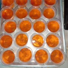 Tuangkan puding yang sudah hangat.