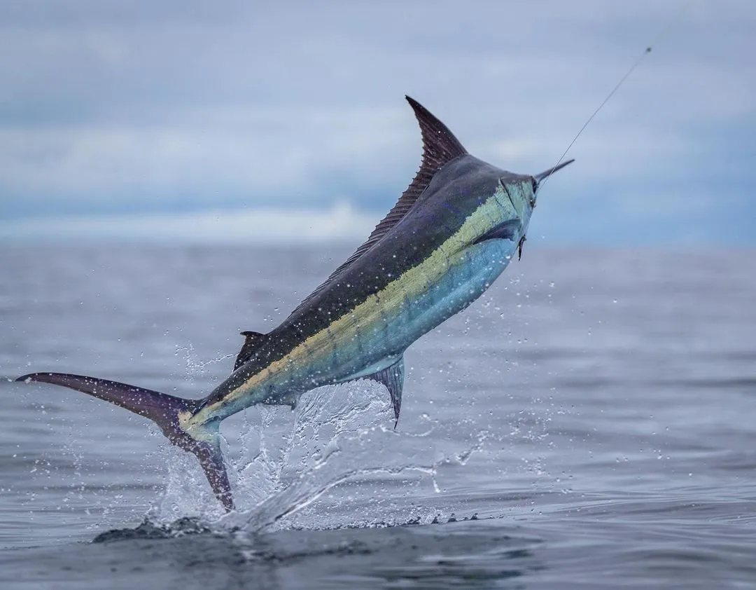 ikan marlin