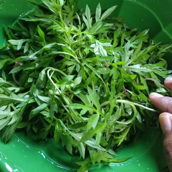 Siangi kenikir, pilih bagian yang muda. Cuci bersih, kemudian bilas dengan air matang dan tiriskan