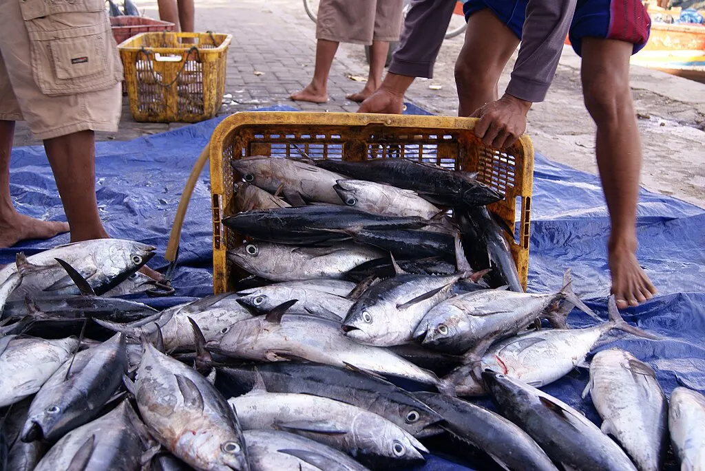 10 Manfaat Ikan Tongkol Bagi Tubuh