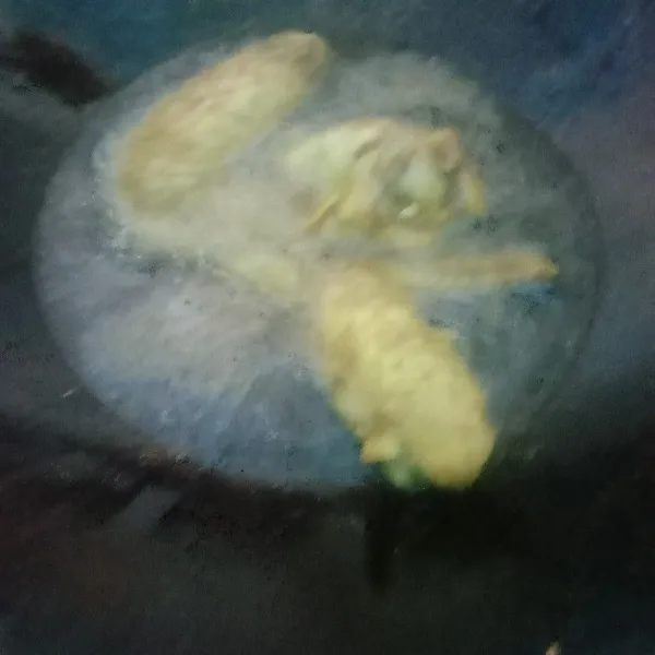 goreng ayamnya. angkat tiriskan.