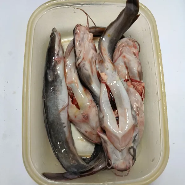 Buang kotoran lele kemudian cuci bersih dengan air mengalir.