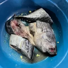 Siapkan ikan tongkol yang sudah dibersihkan dan marinasi dengan air jeruk juga garam.