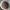 Aduk rata adonan kering puding