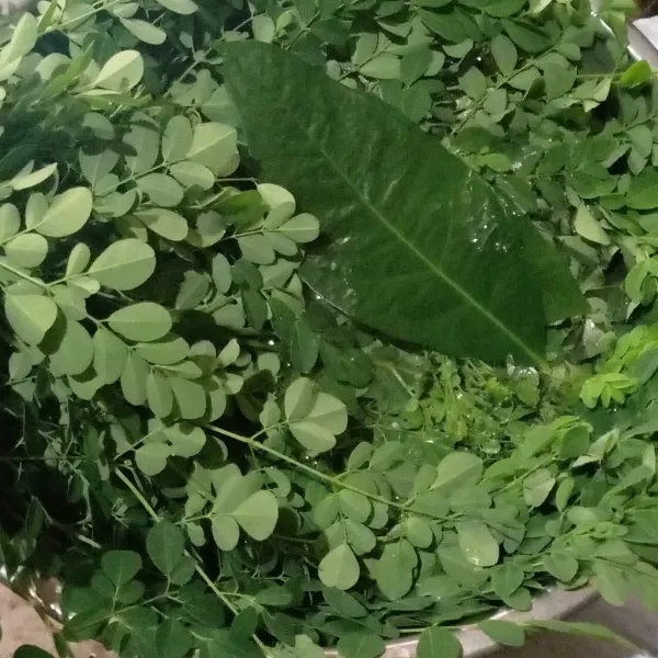 Cuci daun kelor dan salam dengan air bersih.