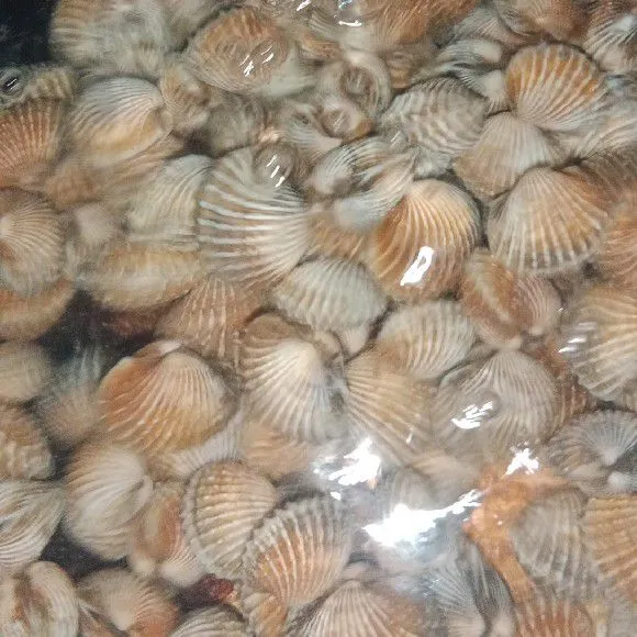 Rebus kerang untuk menghilangkan kotoran pada kerang biar gak hitam hitam.