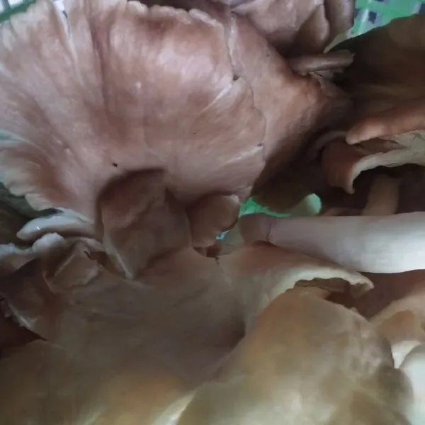 Cuci bersih jamur tiram. Suwir suwir kasar. Peras hingga airnya keluar